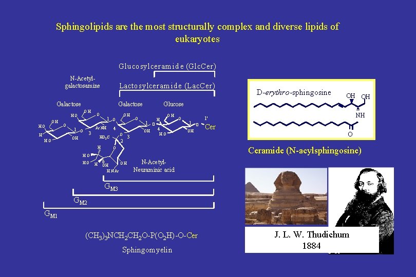 Sphingolipids are the most structurally complex and diverse lipids of eukaryotes Glu cosylceram id