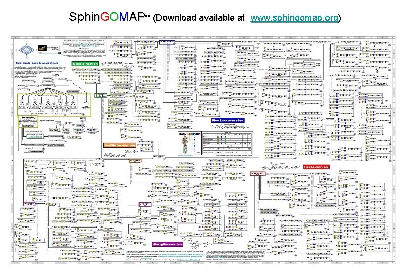 Sphin. GOMAP© (Download available at www. sphingomap. org) 