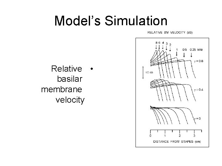 Model’s Simulation Relative • basilar membrane velocity 
