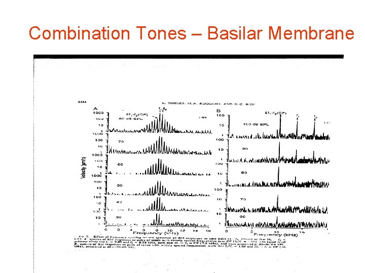 Combination Tones – Basilar Membrane 