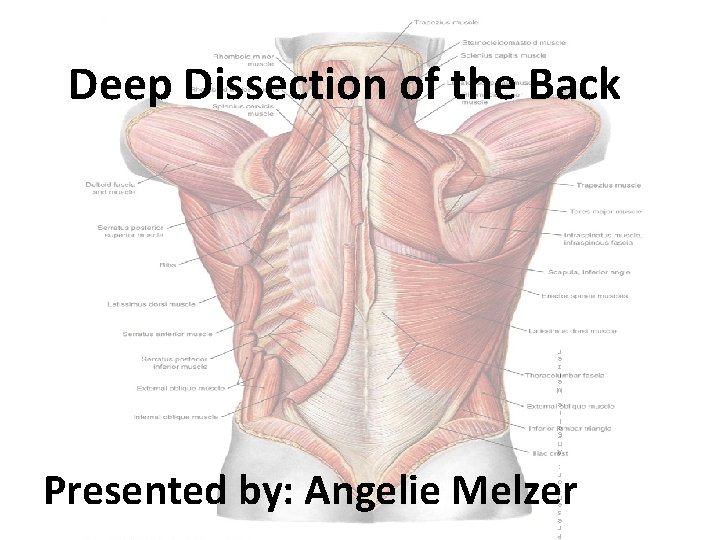 Deep Dissection of the Back M e l z e r A n g