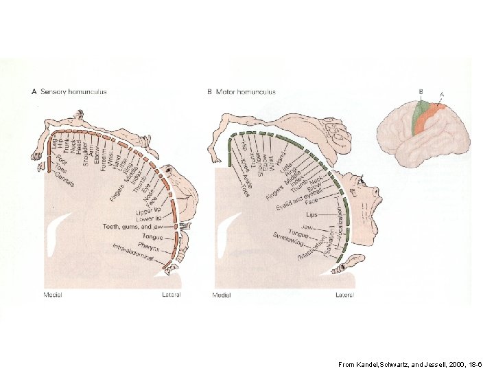 From Kandel, Schwartz, and Jessell, 2000, 18 -6 