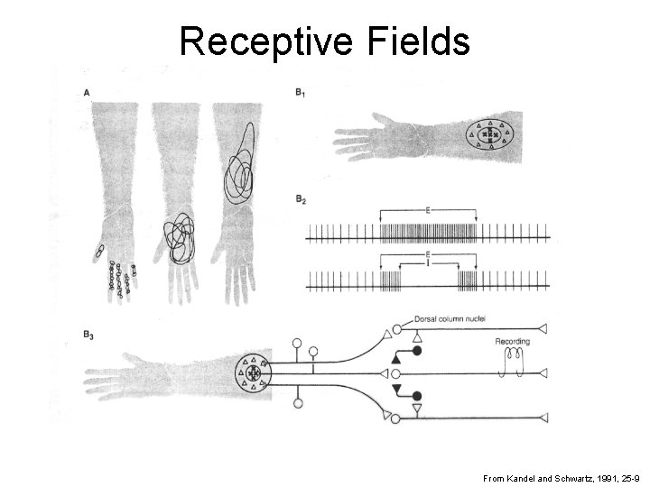 Receptive Fields From Kandel and Schwartz, 1991, 25 -9 