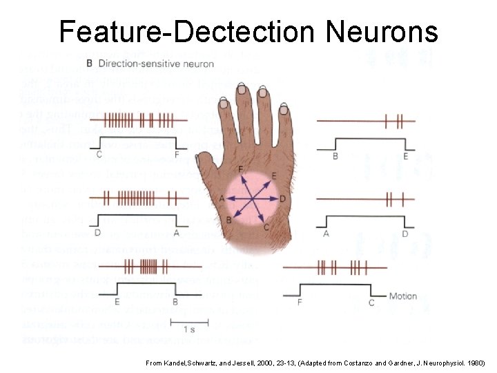 Feature-Dectection Neurons From Kandel, Schwartz, and Jessell, 2000, 23 -13, (Adapted from Costanzo and