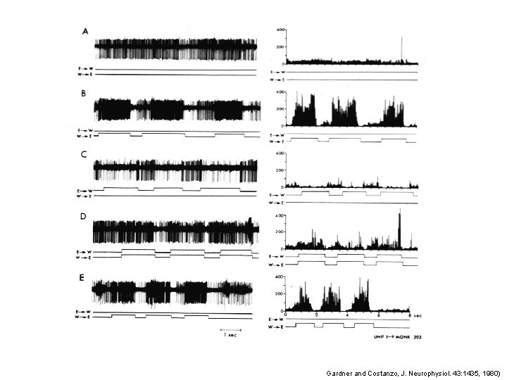 Gardner and Costanzo, J. Neurophysiol. 43: 1435, 1980) 