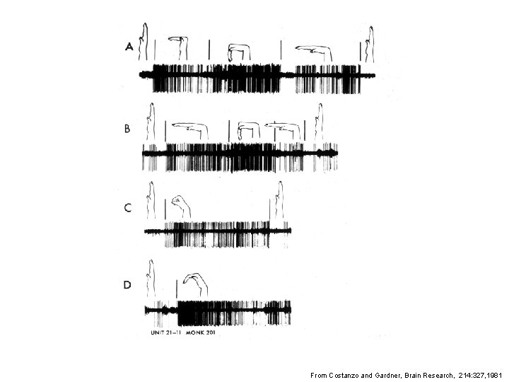 From Costanzo and Gardner, Brain Research, 214: 327, 1981 