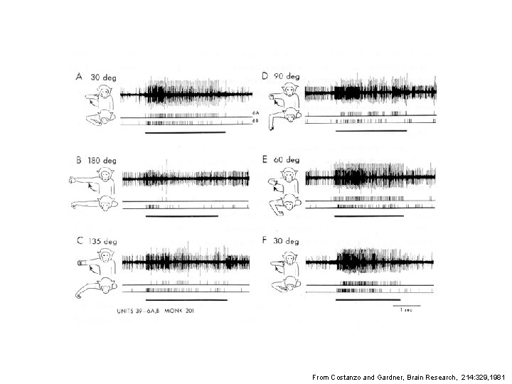 From Costanzo and Gardner, Brain Research, 214: 329, 1981 