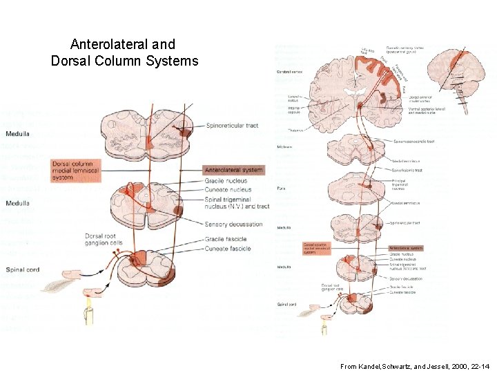 Anterolateral and Dorsal Column Systems From Kandel, Schwartz, and Jessell, 2000, 22 -14 