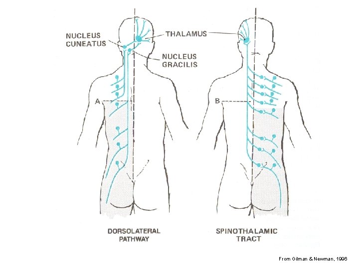 From Gilman & Newman, 1996 