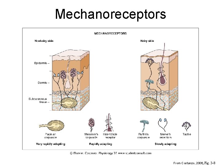 Mechanoreceptors From Costanzo, 2006, Fig. 3 -8 