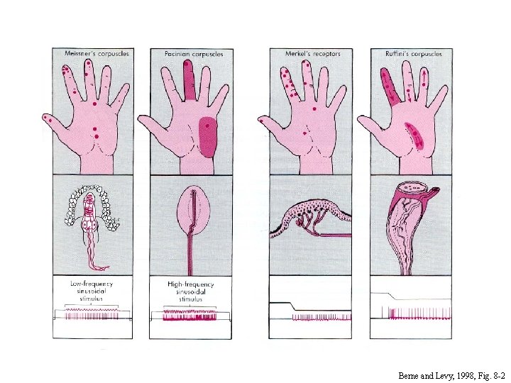 Berne and Levy, 1998, Fig. 8 -2 