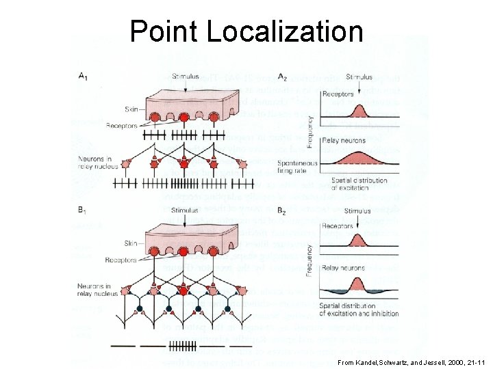 Point Localization From Kandel, Schwartz, and Jessell, 2000, 21 -11 