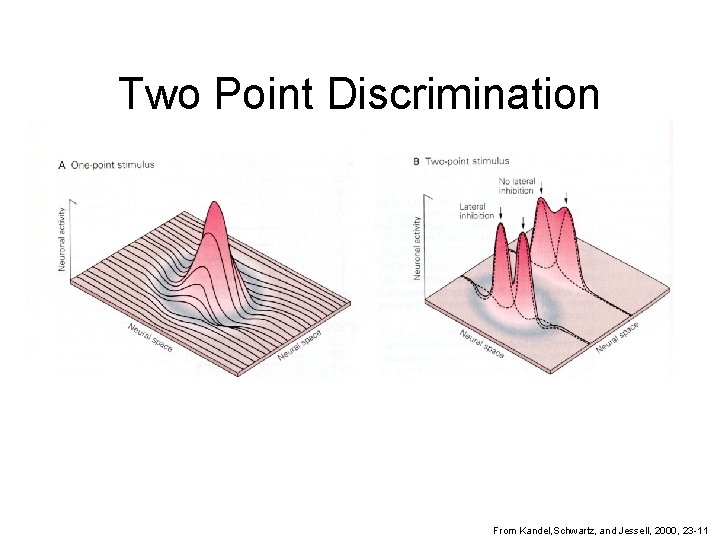 Two Point Discrimination From Kandel, Schwartz, and Jessell, 2000, 23 -11 