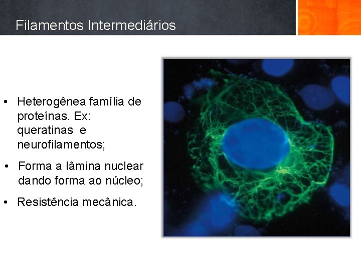 Filamentos Intermediários • Heterogênea família de proteínas. Ex: queratinas e neurofilamentos; • Forma a