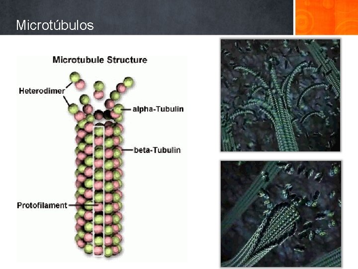 Microtúbulos 