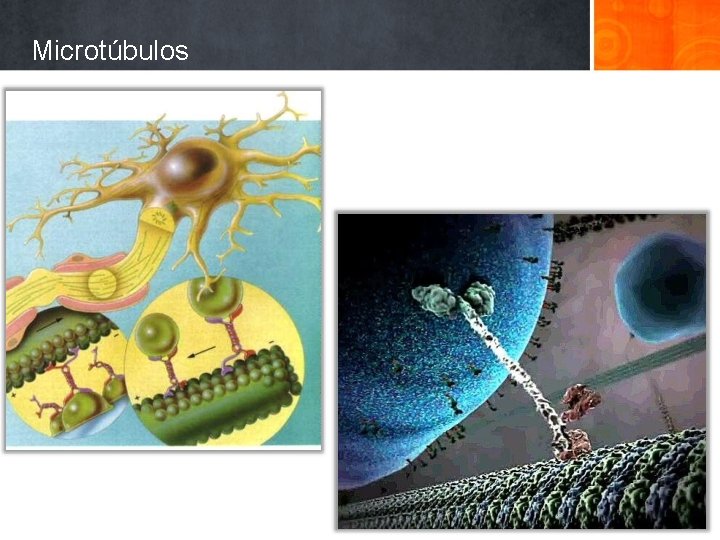 Microtúbulos 