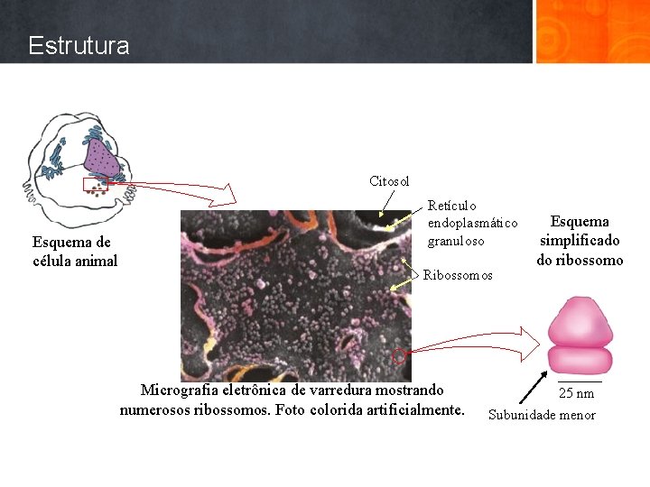 Estrutura Citosol Esquema de célula animal Retículo endoplasmático granuloso Ribossomos Micrografia eletrônica de varredura