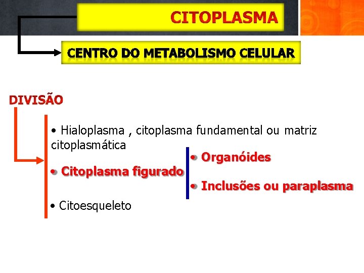  • Hialoplasma , citoplasma fundamental ou matriz citoplasmática • Organóides • Citoplasma figurado