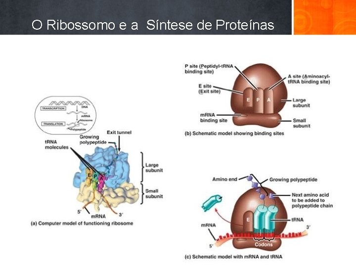 O Ribossomo e a Síntese de Proteínas 