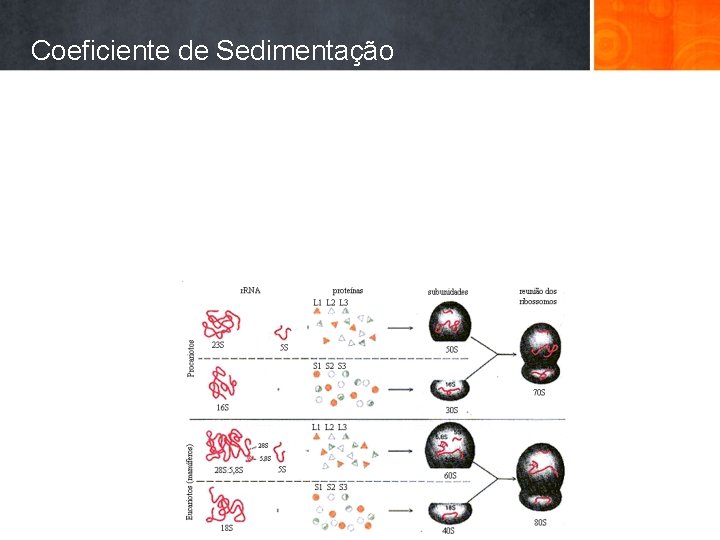 Coeficiente de Sedimentação 