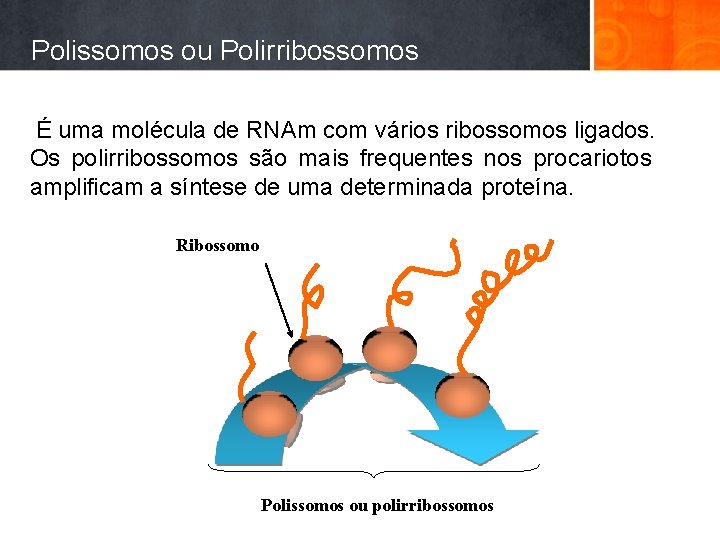 Polissomos ou Polirribossomos É uma molécula de RNAm com vários ribossomos ligados. Os polirribossomos