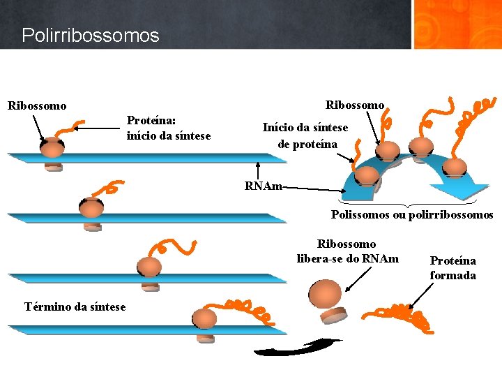 Polirribossomos Ribossomo Proteína: início da síntese Início da síntese de proteína RNAm Polissomos ou