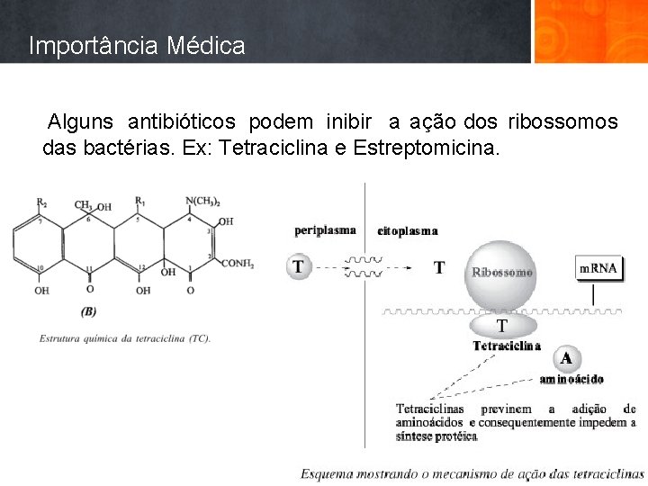 Importância Médica Alguns antibióticos podem inibir a ação dos ribossomos das bactérias. Ex: Tetraciclina