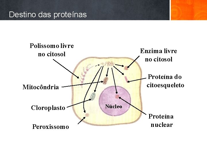 Destino das proteínas Polissomo livre no citosol Enzima livre no citosol Proteína do citoesqueleto