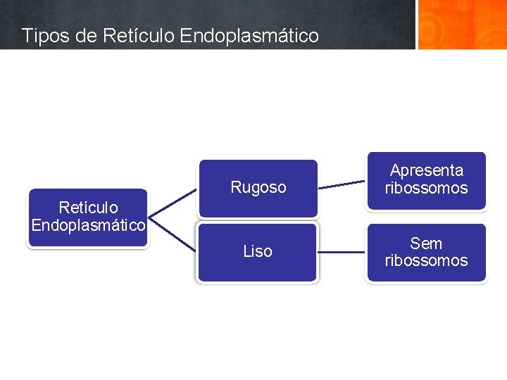 Tipos de Retículo Endoplasmático Rugoso Apresenta ribossomos Retículo Endoplasmático Liso Sem ribossomos 