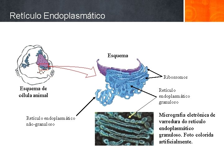 Retículo Endoplasmático Esquema Ribossomos Esquema de célula animal Retículo endoplasmático não-granuloso Retículo endoplasmático granuloso