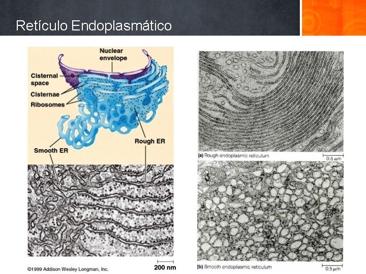 Retículo Endoplasmático 