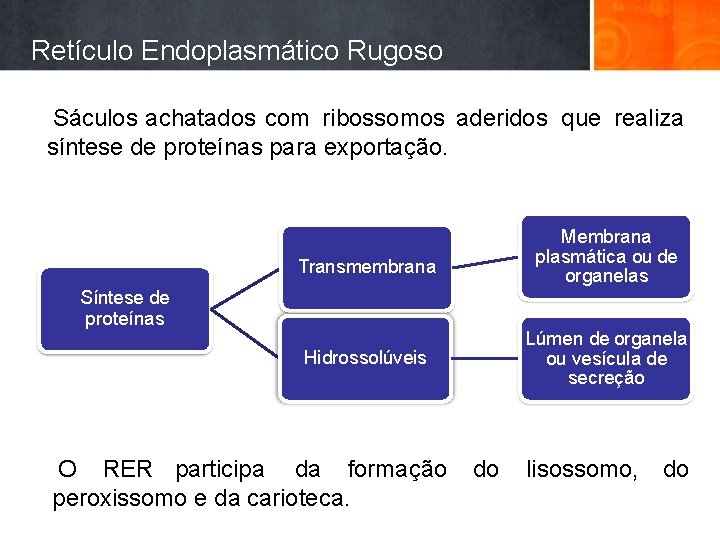 Retículo Endoplasmático Rugoso Sáculos achatados com ribossomos aderidos que realiza síntese de proteínas para