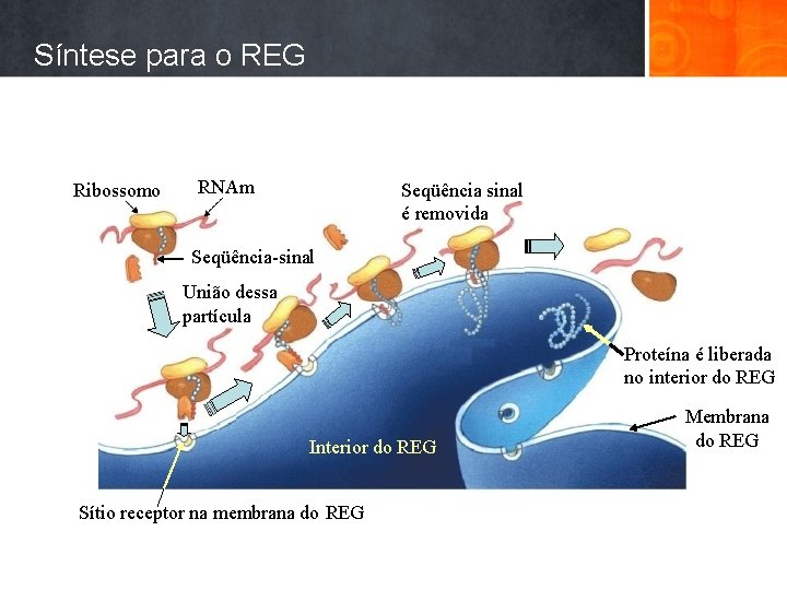 Síntese para o REG Ribossomo RNAm Seqüência sinal é removida Seqüência-sinal União dessa partícula