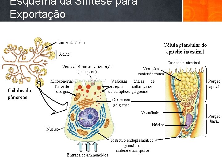 Esquema da Síntese para Exportação Lúmen do ácino Célula glandular do epitélio intestinal Ácino