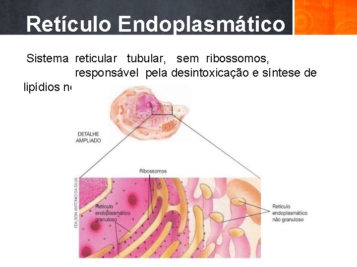 Retículo Endoplasmático Liso Sistema reticular tubular, sem ribossomos, responsável pela desintoxicação e síntese de