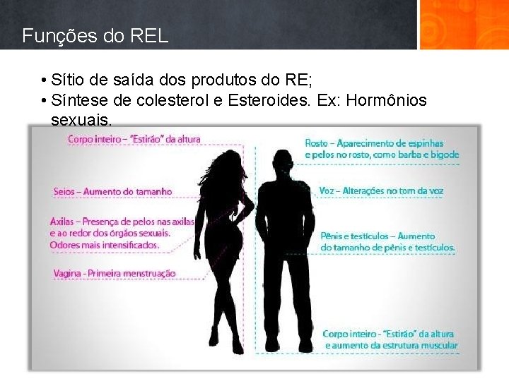 Funções do REL • Sítio de saída dos produtos do RE; • Síntese de