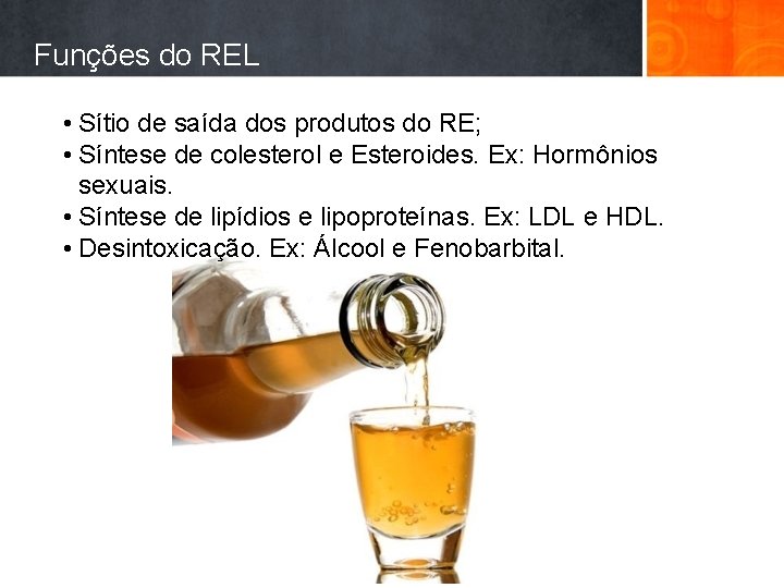 Funções do REL • Sítio de saída dos produtos do RE; • Síntese de