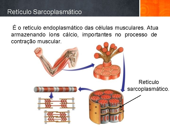 Retículo Sarcoplasmático É o retículo endoplasmático das células musculares. Atua armazenando íons cálcio, importantes