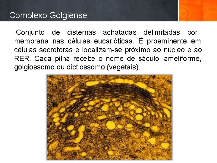 Complexo Golgiense Conjunto de cisternas achatadas delimitadas por membrana nas células eucarióticas. É proeminente