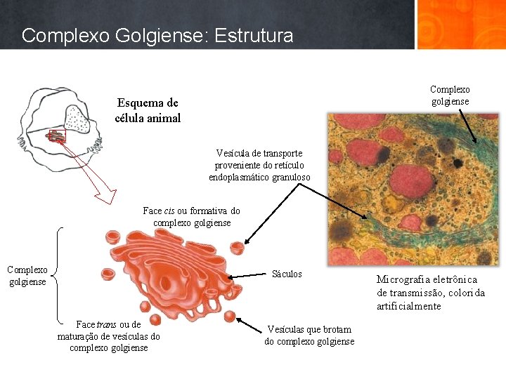 Complexo Golgiense: Estrutura Complexo golgiense Esquema de célula animal Vesícula de transporte proveniente do