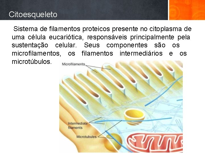 Citoesqueleto Sistema de filamentos proteicos presente no citoplasma de uma célula eucariótica, responsáveis principalmente