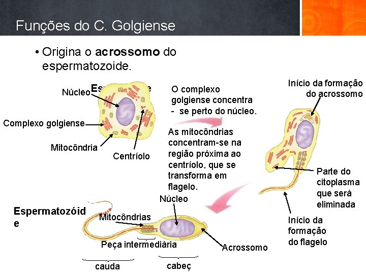 Funções do C. Golgiense • Origina o acrossomo do espermatozoide. Núcleo Espermátide Complexo golgiense