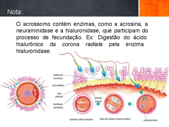 Nota: O acrossomo contém enzimas, como a acrosina, a neuraminidase e a hialuronidase, que