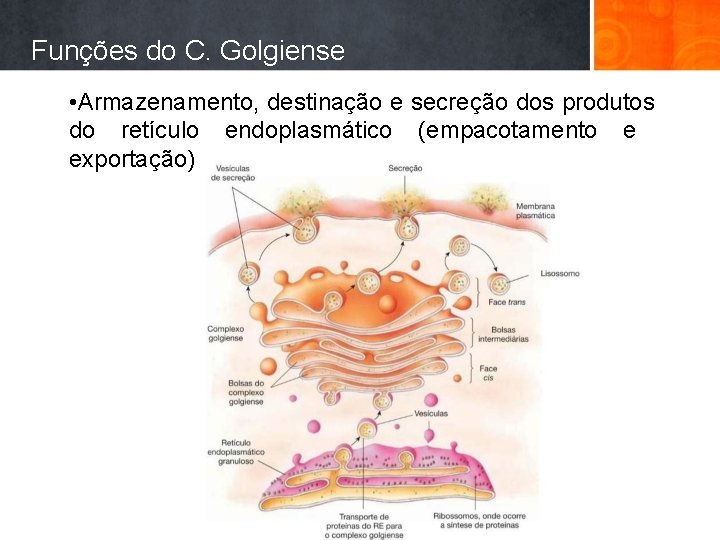 Funções do C. Golgiense • Armazenamento, destinação e secreção dos produtos do retículo endoplasmático