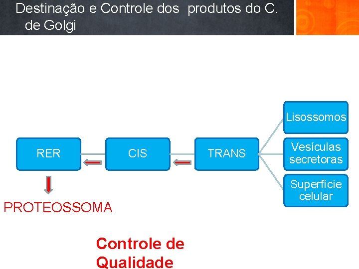 Destinação e Controle dos produtos do C. de Golgi Lisossomos RER CIS PROTEOSSOMA Controle