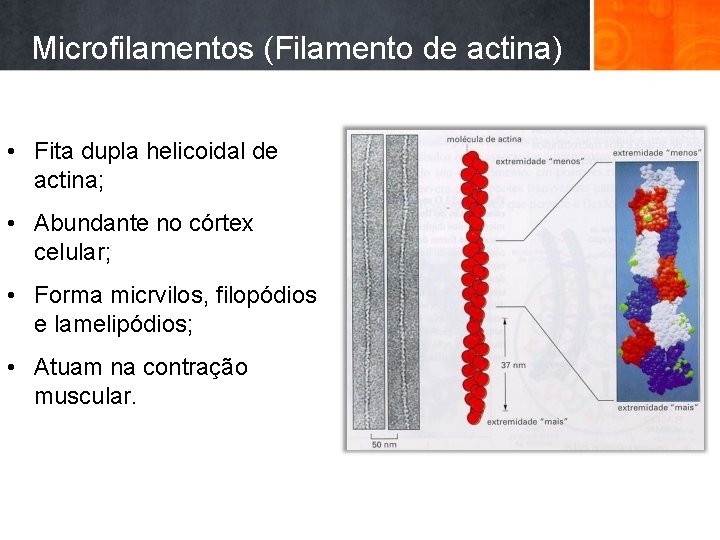 Microfilamentos (Filamento de actina) • Fita dupla helicoidal de actina; • Abundante no córtex