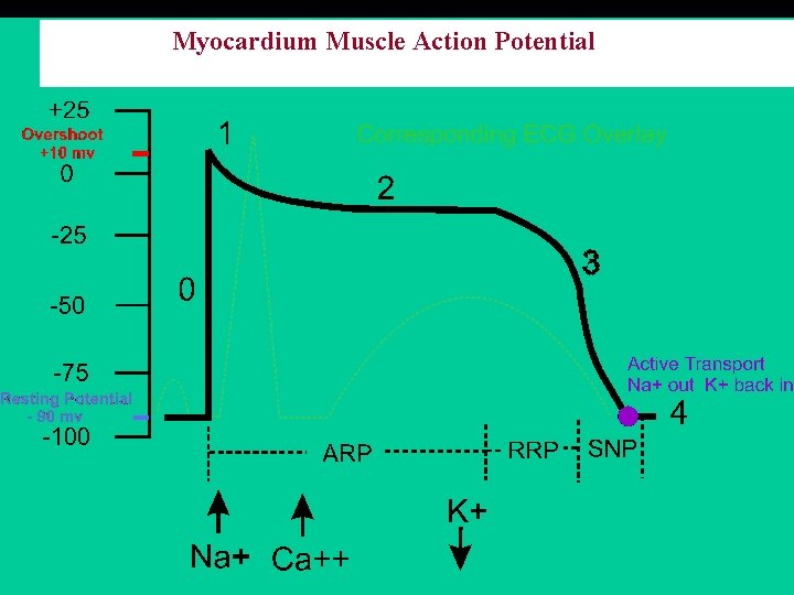 Myocardium Muscle Action Potential 