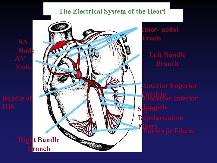 The Electrical System of the Heart SA Node AV Node Bundle of HIS Right