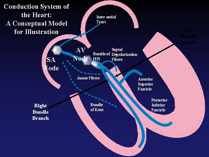 Conduction System of the Heart: A Conceptual Model for Illustration SA Node Inter-nodal Tract