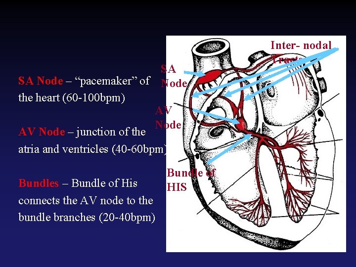 SA SA Node – “pacemaker” of Node the heart (60 -100 bpm) AV Node